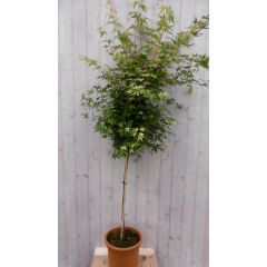 Japanse esdoorn Acer palmatum flink boompje groen blad stamhoogte 100 cm Warentuin Natuurlijk
