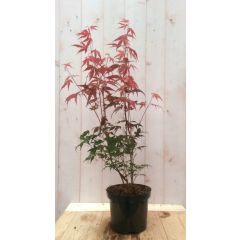 Japanse esdoorn Acer palmatum boompje rood groot blad 90 cm struikje Warentuin Natuurlijk