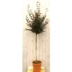 Japanse esdoorn Acer palmatum flink boompje rood blad stamhoogte 100 cm Warentuin Natuurlijk