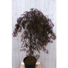 Japanse esdoorn Acer palmatum rood blad stamhoogte 80 cm met flinke kruin Warentuin Natuurlijk