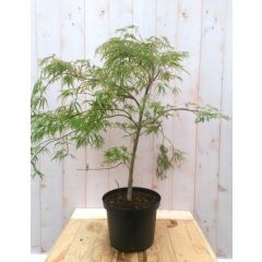 Japanse esdoorn Acer palmatum boompje groen smal blad struikje 90 cm Struik Warentuin Natuurlijk
