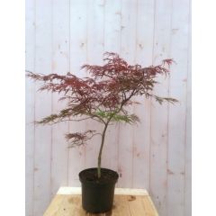 Japanse esdoorn Acer palmatum boompje rood smal blad struikje 90 cm Struik Warentuin Natuurlijk