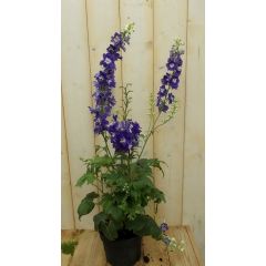 Ridderspoor Delphinium blauw Warentuin Natuurlijk