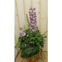 Ridderspoor Delphinium roze Warentuin Natuurlijk