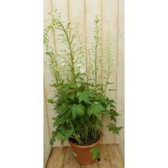 Ridderspoor Delphinium wit Warentuin Natuurlijk