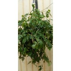 Cissus rhombifolia Kamerplant Koningswingerd Warentuin Natuurlijk