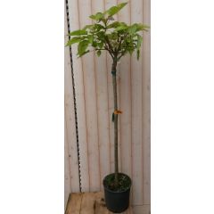 Catalpa bungei stamhoogte 150 cm Trompetboom Warentuin Natuurlijk