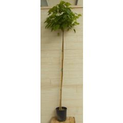 Catalpa bungei Stamhoogte 180 cm Trompetboom Warentuin Natuurlijk