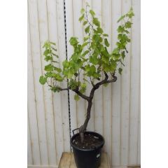 Druifboom 100 cm Vitis Warentuin Natuurlijk