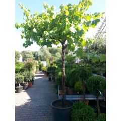 Druifboom 300 cm Vitis Warentuin Natuurlijk