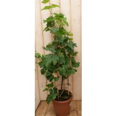 Druifstruik 60 cm Vitis Warentuin Natuurlijk