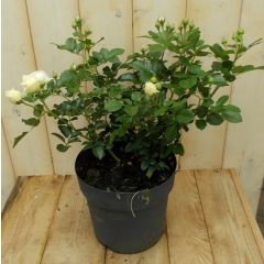 Rosa Struikroos rozen geel Warentuin Natuurlijk
