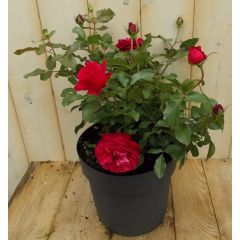 Rosa Struikroos rozen rood Warentuin Natuurlijk
