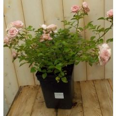 Rosa Struikroos rozen roze Warentuin Natuurlijk