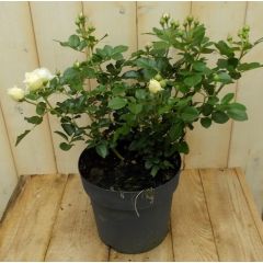 Rosa Struikroos rozen wit Warentuin Natuurlijk