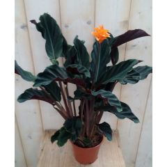 Calathea Crocata Pauwenplant Warentuin Natuurlijk