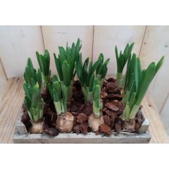 Narcis plantenbakje buiten Warentuin Natuurlijk