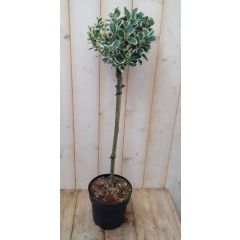 Japanse kardinaalsmuts Euonymus witbont op stam 100 cm Warentuin Natuurlijk