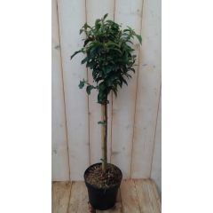 Japanse kardinaalsmuts Euonymus donkergroen op stam 100 cm Warentuin Natuurlijk