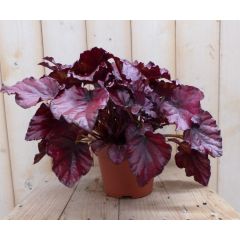 2 stuks! Kamerplant Bladbegonia donkerroze Warentuin Natuurlijk