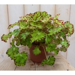 2 stuks! Kamerplant Bladbegonia lichtgroen Viridi Warentuin Natuurlijk