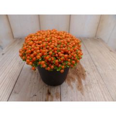 3 stuks! Kamerplant Koraalmos Viridi Warentuin Natuurlijk