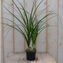 Mini Olifantspoot Beaucarnea Kamerplant Viridi Warentuin Natuurlijk