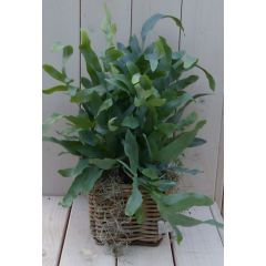 Blauwvaren Phlebodium in mandje 30 cm Warentuin Natuurlijk