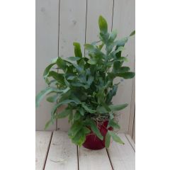 Blauwvaren Phlebodium in rode pot 30 cm Warentuin Natuurlijk