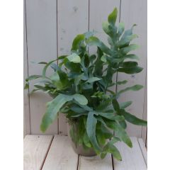 Blauwvaren Phlebodium in taupe pot 30 cm Warentuin Natuurlijk