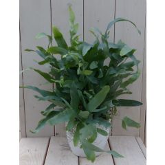 Blauwvaren Phlebodium in witte pot 30 cm Warentuin Natuurlijk