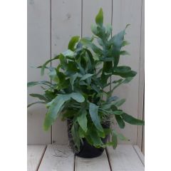 Blauwvaren Phlebodium in zwarte/antraciete pot 30 cm Warentuin Natuurlijk