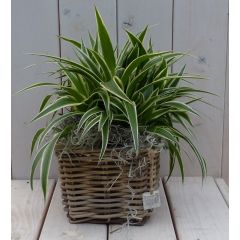 Chlorophytum in mandje 25 cm Warentuin Natuurlijk