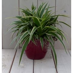 Chlorophytum in donkerrode pot 25 cm Warentuin Natuurlijk