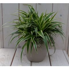 Chlorophytum in taupe pot 25 cm Warentuin Natuurlijk