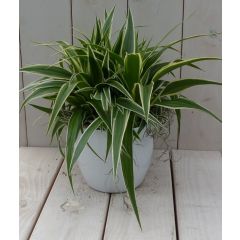 Chlorophytum in witte pot 25 cm Warentuin Natuurlijk