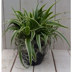 Chlorophytum in zwart/antraciete pot 25 cm Warentuin Natuurlijk