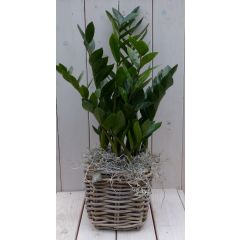 Zamioculcas in mandje 55 cm Warentuin Natuurlijk