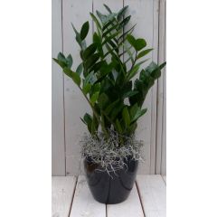 Zamioculcas in zwart/antraciete pot 55 cm Warentuin Natuurlijk