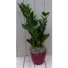 Zamioculcas in donkerrode pot 55 cm Warentuin Natuurlijk