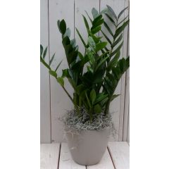 Zamioculcas in taupe pot 55 cm Warentuin Natuurlijk