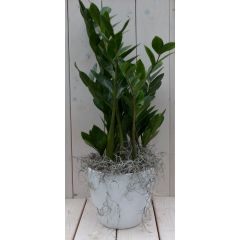 Zamioculcas in witte pot 55 cm Warentuin Natuurlijk