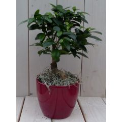 Bonsai Ficus microcarpa rode pot 30 cm Warentuin Natuurlijk
