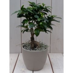 Bonsai Ficus microcarpa taupe pot 30 cm Warentuin Natuurlijk