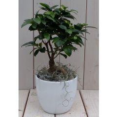 Bonsai Ficus microcarpa witte pot 30 cm Warentuin Natuurlijk