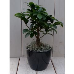 Bonsai Ficus microcarpa zwarte/antraciete pot 30 cm Warentuin Natuurlijk