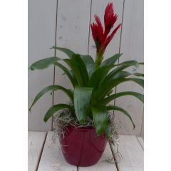 Bromelia rode pot 30 cm Warentuin Natuurlijk