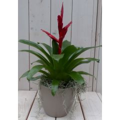 Bromelia taupe pot 30 cm Warentuin Natuurlijk