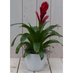 Bromelia witte pot 30 cm Warentuin Natuurlijk