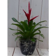 Bromelia zwarte/antraciete pot 30 cm Warentuin Natuurlijk